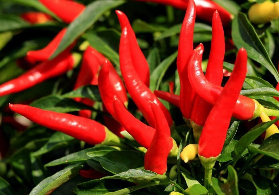 cayenne