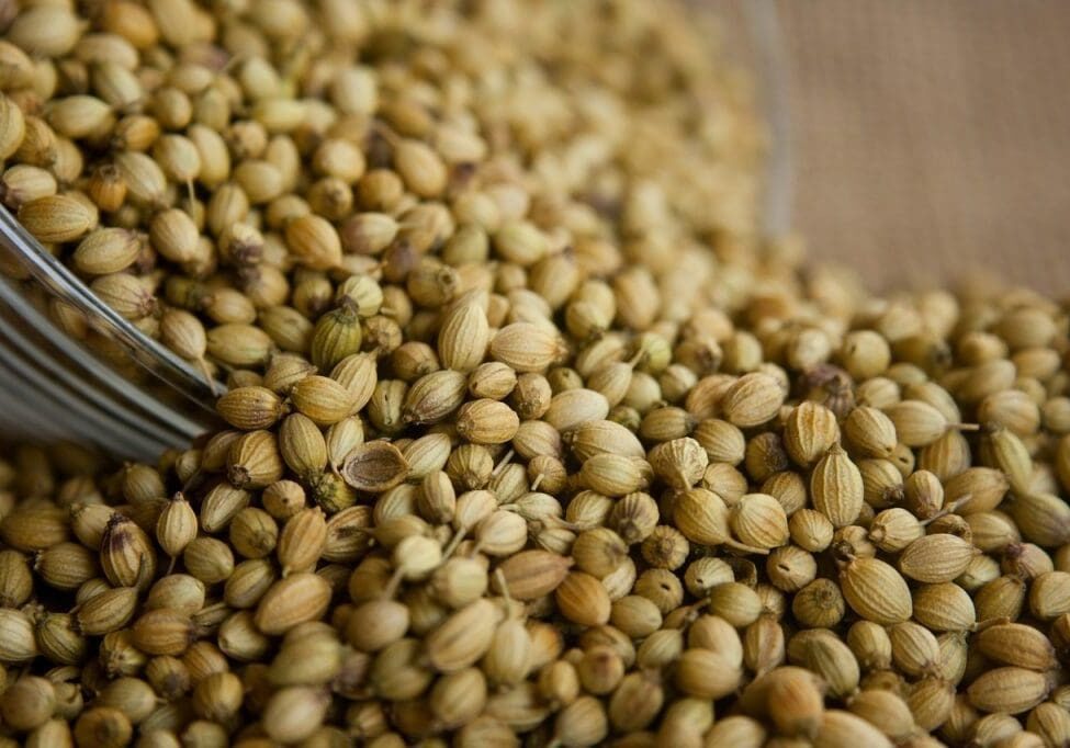 Coriander for curries