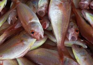 fish curry dishes