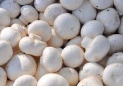 mushroom-700038_1280