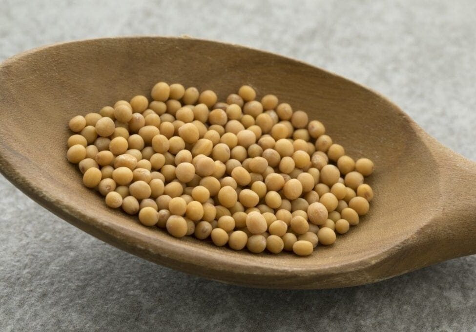 Yellow mustard seeds on a wooden spoon